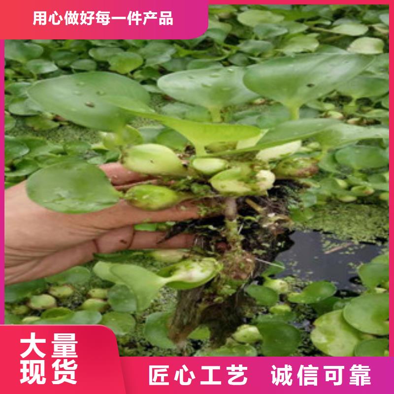 【宿根花卉耐寒耐旱草花基地优选原材】