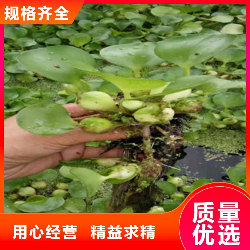 宿根花卉水生植物/荷花睡莲用好材做好产品