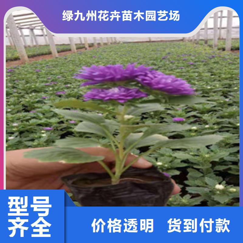 宿根花卉时令花卉/绿化草花价格匠心制造