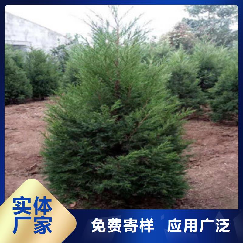 宿根花卉,柳叶马鞭草/薰衣草大厂生产品质