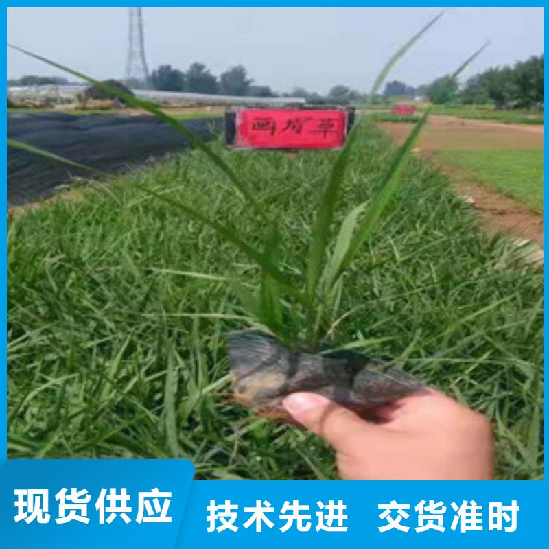 宿根花卉-【水生植物/荷花睡莲】源头厂家来图定制