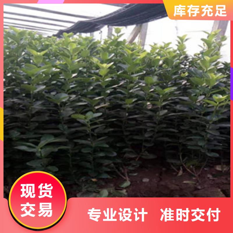 宿根花卉水生植物/荷花睡莲用好材做好产品