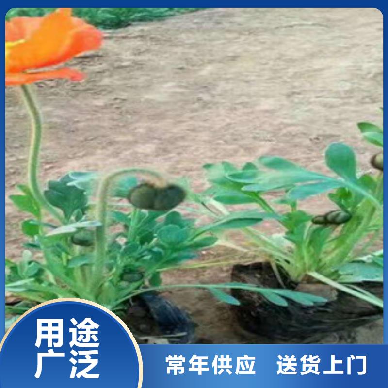 宿根花卉观赏草/蒲苇狼尾草厂诚信经营