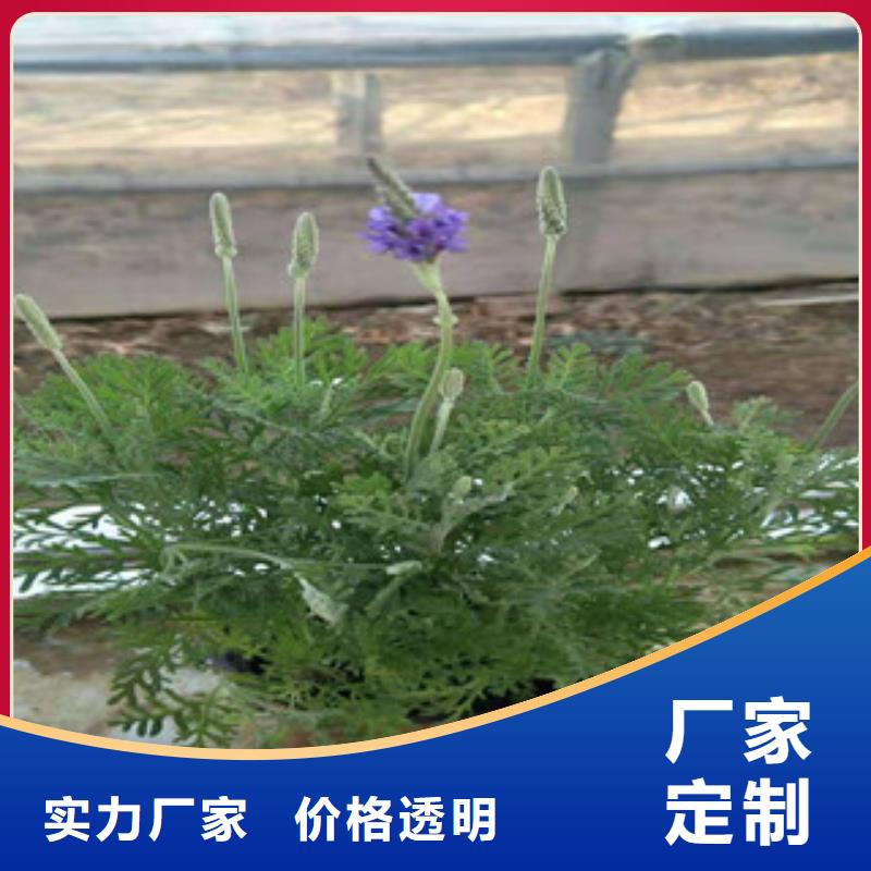 【宿根花卉】_鲁冰花/粉黛乱子草通过国家检测