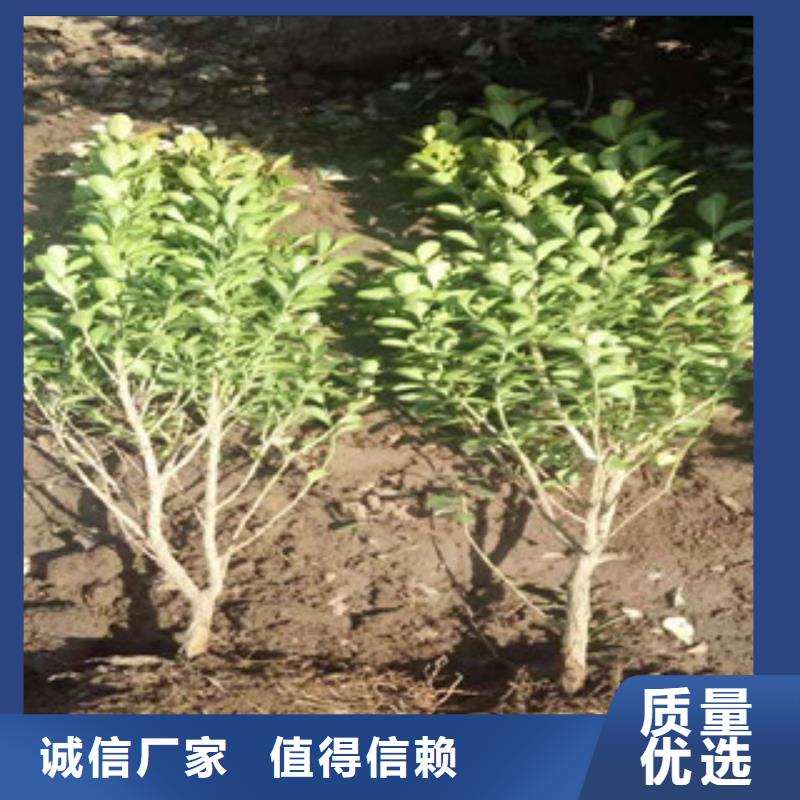 宿根花卉水生植物/荷花睡莲选择我们没错