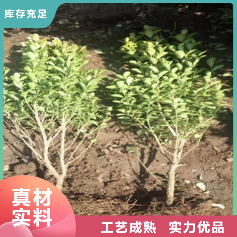 宿根花卉鲁冰花/粉黛乱子草低价货源