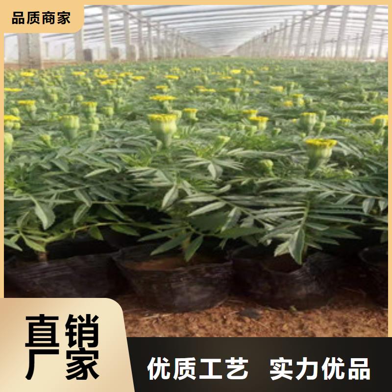 宿根花卉水生植物/荷花睡莲用好材做好产品