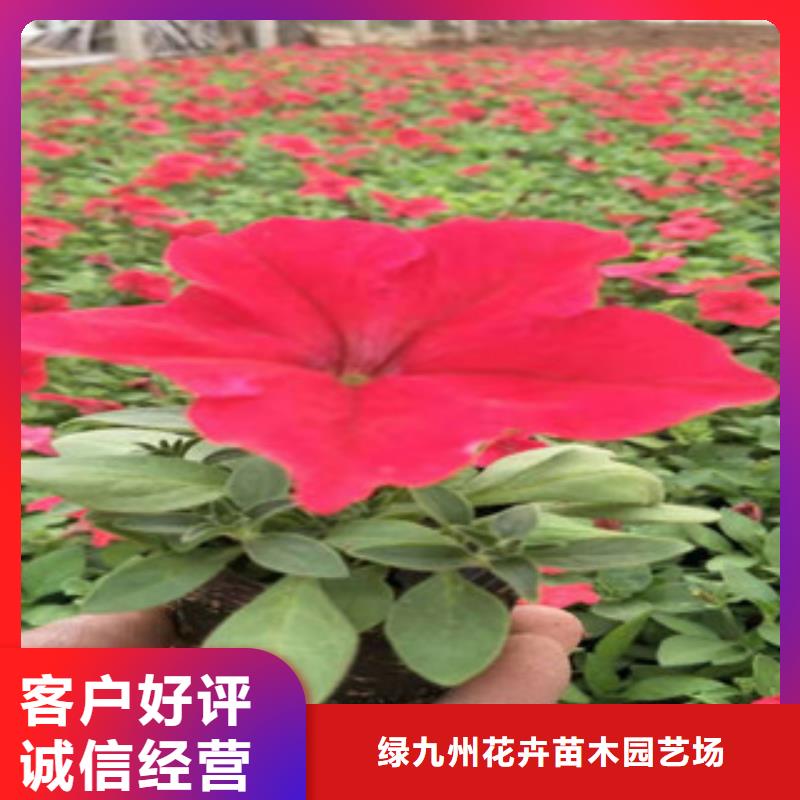 宿根花卉-五一国庆草花批发实拍展现