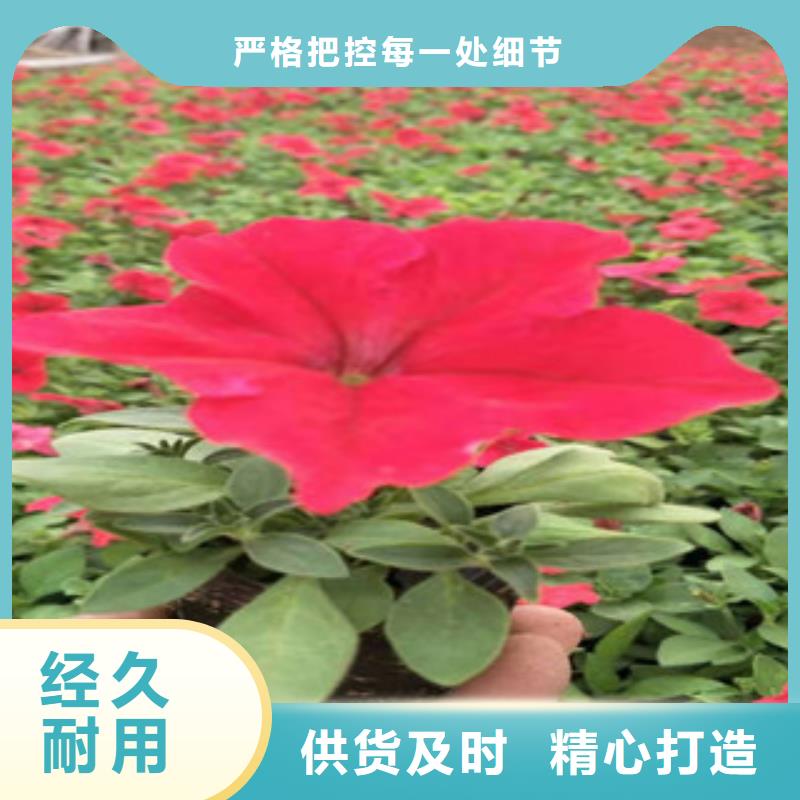 宿根花卉-鲁冰花/粉黛乱子草热销产品