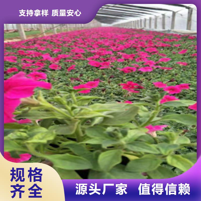 宿根花卉-五一国庆草花批发实拍展现