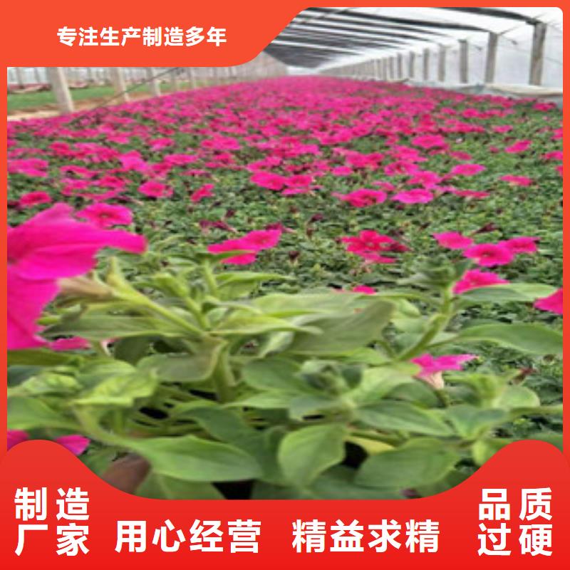 宿根花卉-【水生植物/荷花睡莲】源头厂家来图定制