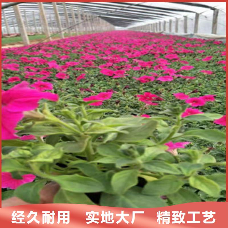 宿根花卉【耐寒耐旱草花基地】随到随提