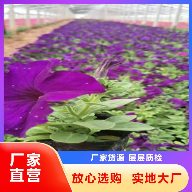 宿根花卉时令花卉/绿化草花价格自有生产工厂