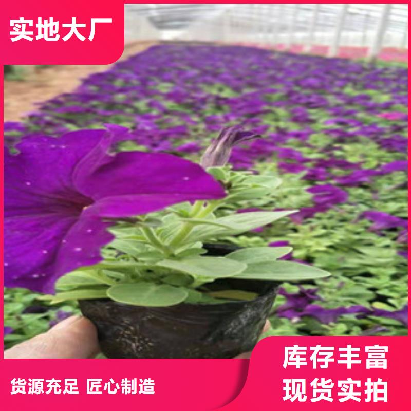 宿根花卉-耐寒耐旱草花基地大量现货供应