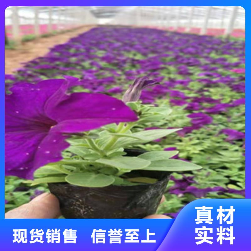 【宿根花卉观赏草/蒲苇狼尾草实时报价】