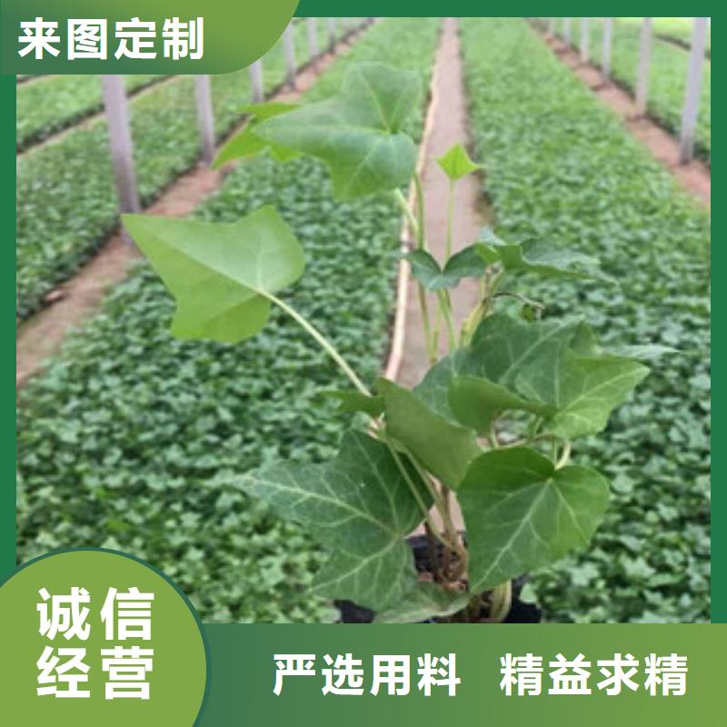 【宿根花卉观赏草/蒲苇狼尾草实时报价】