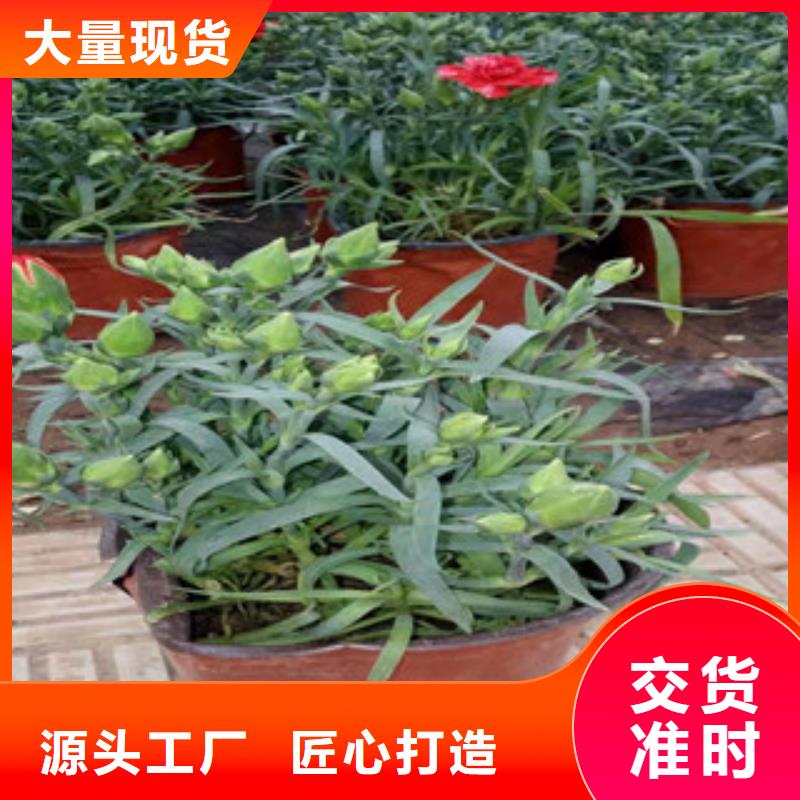 宿根花卉【五一国庆草花批发】货源充足