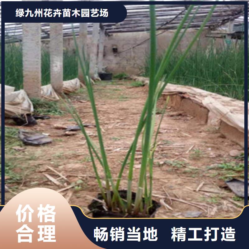 宿根花卉【水生植物/荷花睡莲】0中间商差价