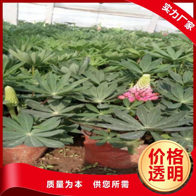 宿根花卉水生植物/荷花睡莲选择我们没错