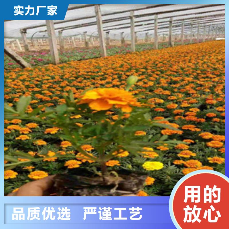 宿根花卉鲁冰花/粉黛乱子草支持加工定制