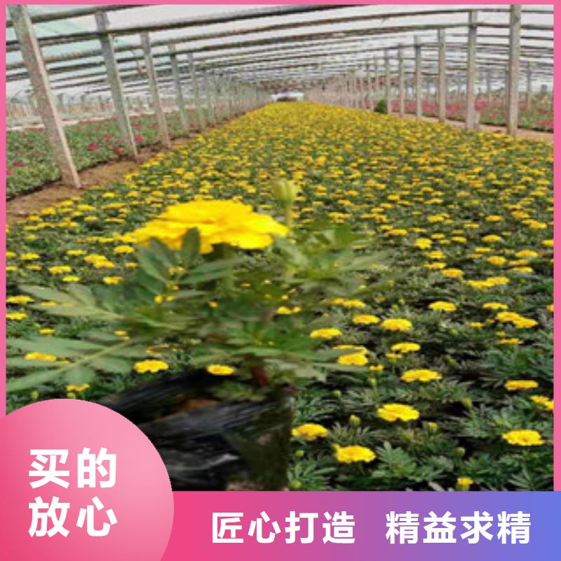 宿根花卉柳叶马鞭草/薰衣草畅销当地