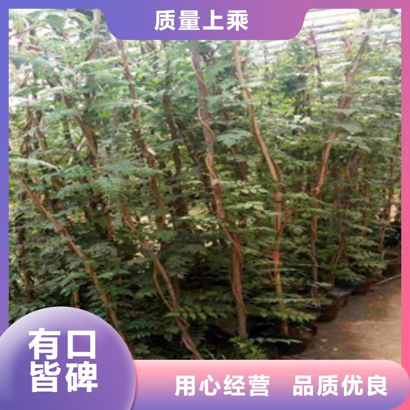 宿根花卉鲁冰花/粉黛乱子草低价货源