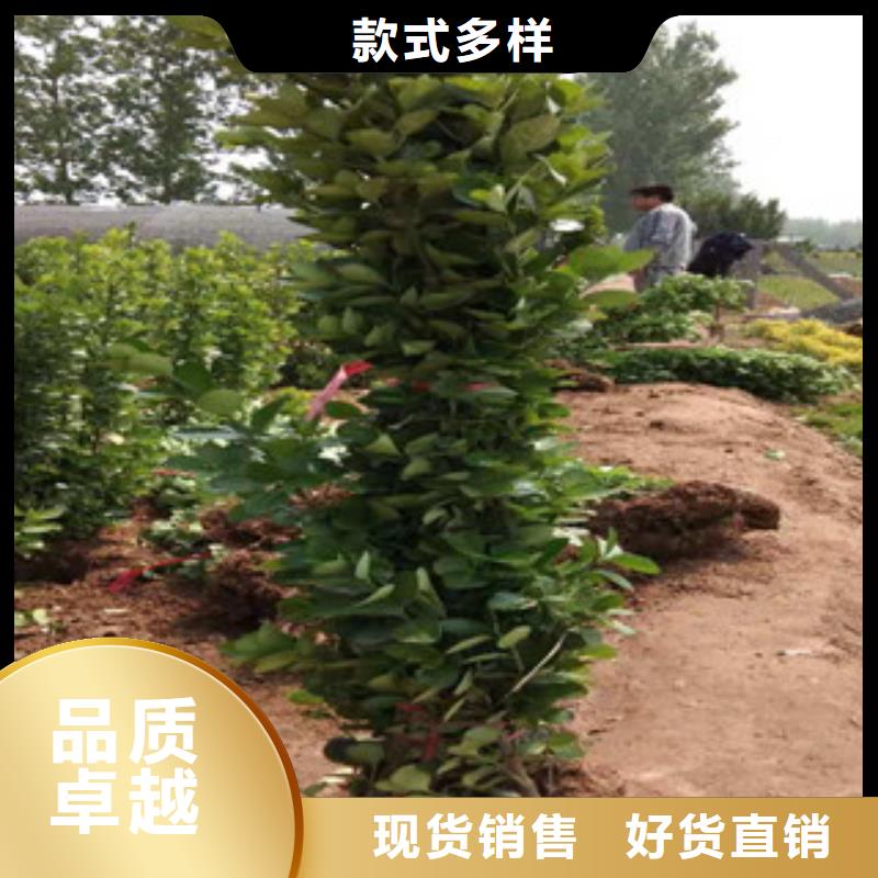 宿根花卉鲁冰花/粉黛乱子草支持加工定制