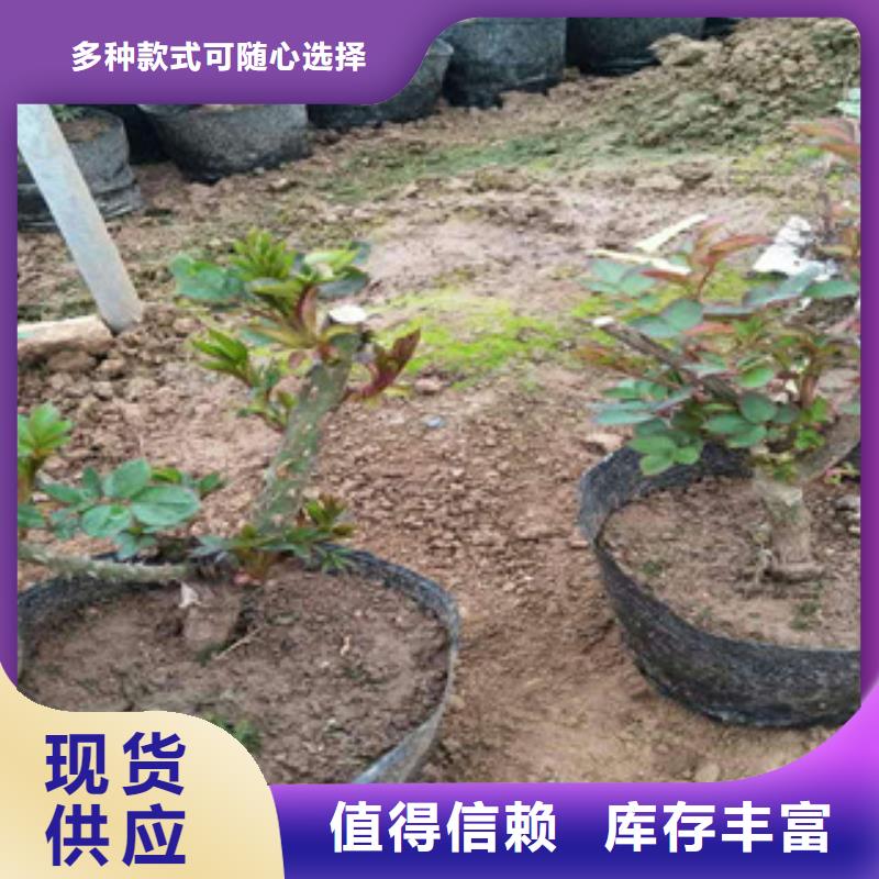 花海景观观赏草/蒲苇狼尾草实体厂家支持定制