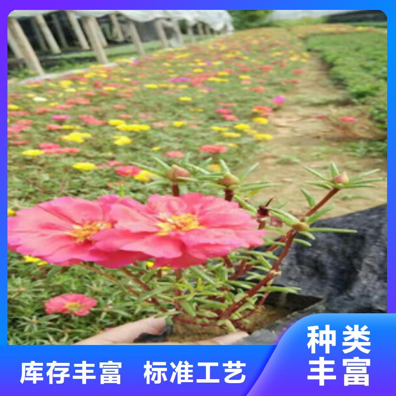 【花海景观】柳叶马鞭草/薰衣草多种场景适用