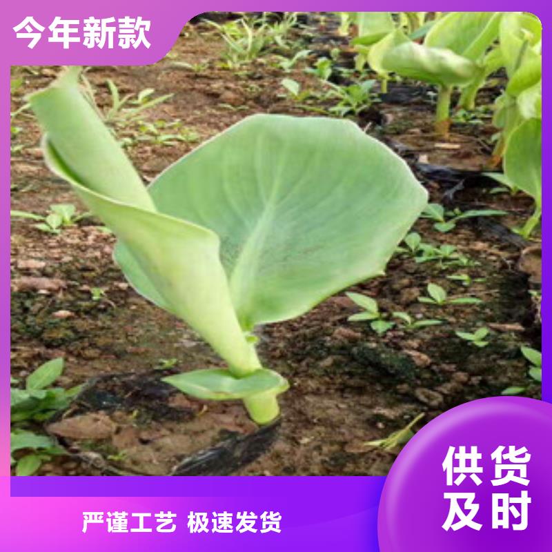 【花海景观】鲁冰花/粉黛乱子草做工细致