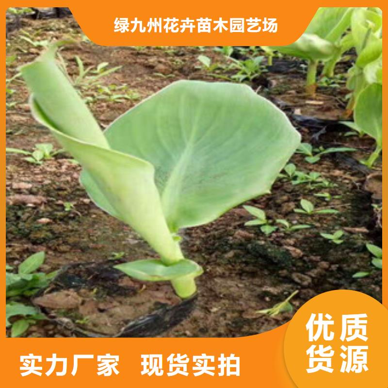 【花海景观】鲁冰花/粉黛乱子草厂家货源稳定