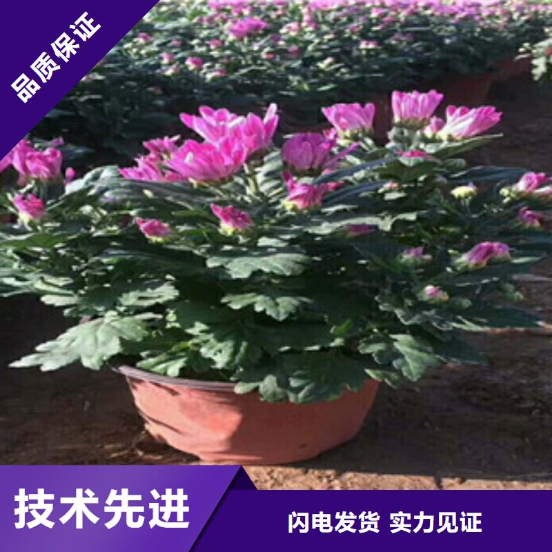 花海景观水生植物/荷花睡莲信誉有保证