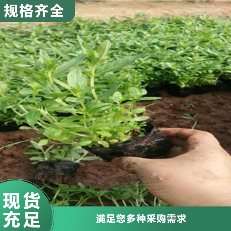 【花海景观】鲁冰花/粉黛乱子草做工细致