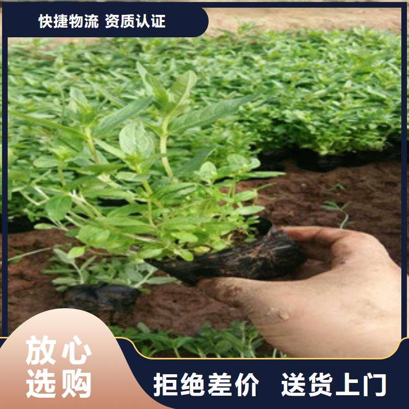 花海景观水生植物/荷花睡莲精品选购