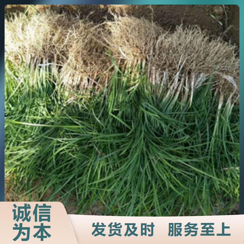 花海景观-【宿根花卉基地】应用广泛