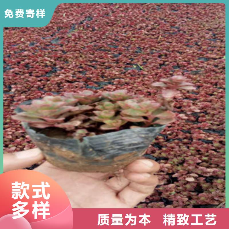 花海景观水生植物/荷花睡莲源头工厂