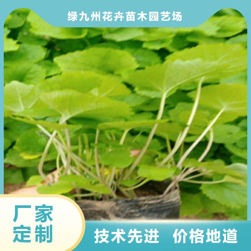 花海景观【花海景观工程】好货直供