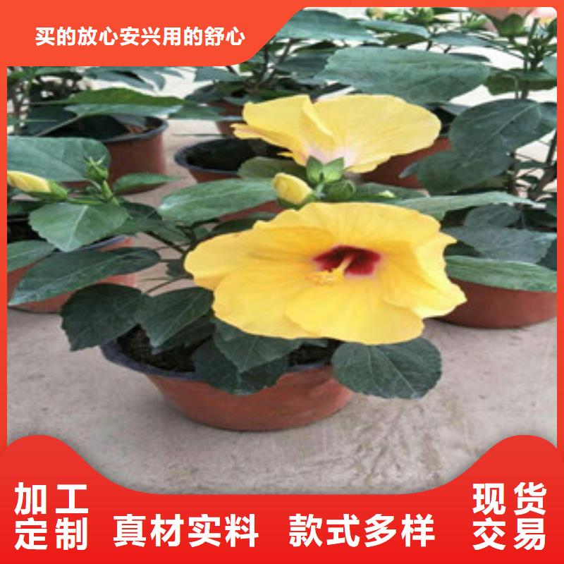 花海景观【花海景观工程】销售的是诚信