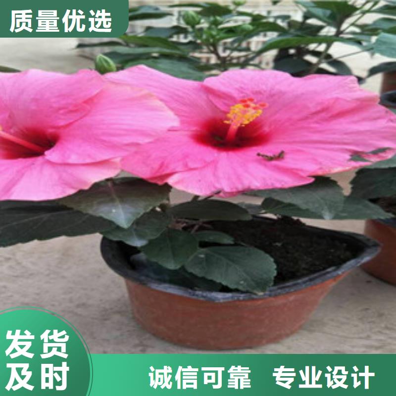 花海景观【花海景观工程】好货直供