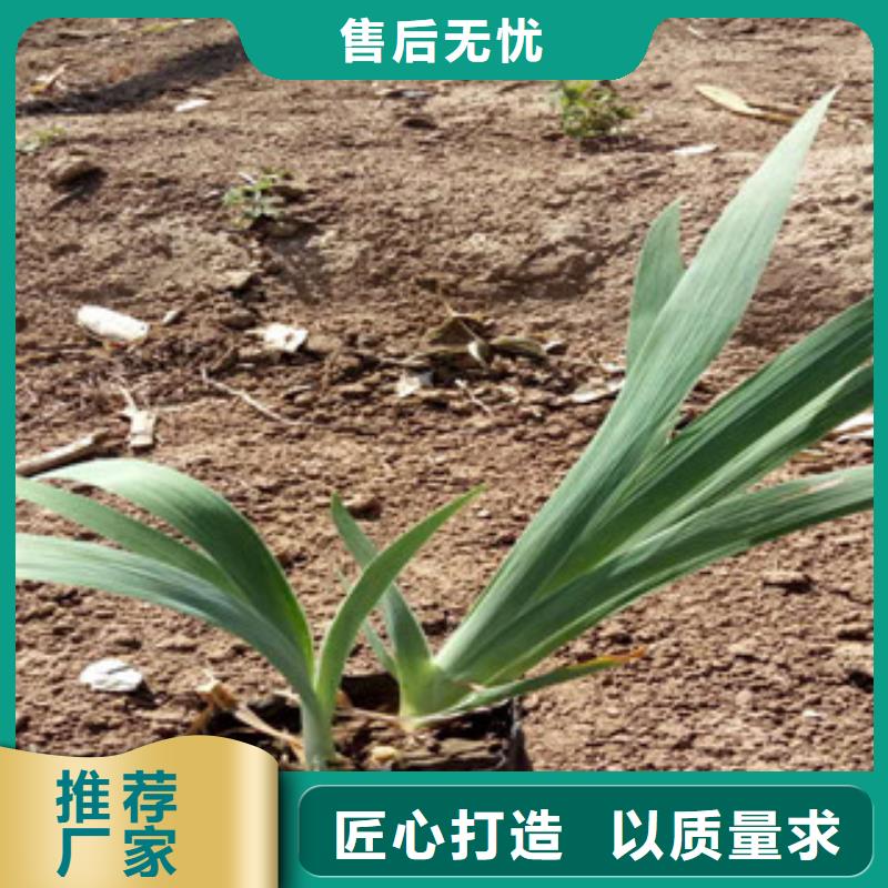 【花海景观】耐寒耐旱草花基地定制批发