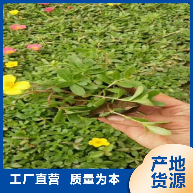 花海景观【水生植物/荷花睡莲】为您提供一站式采购服务