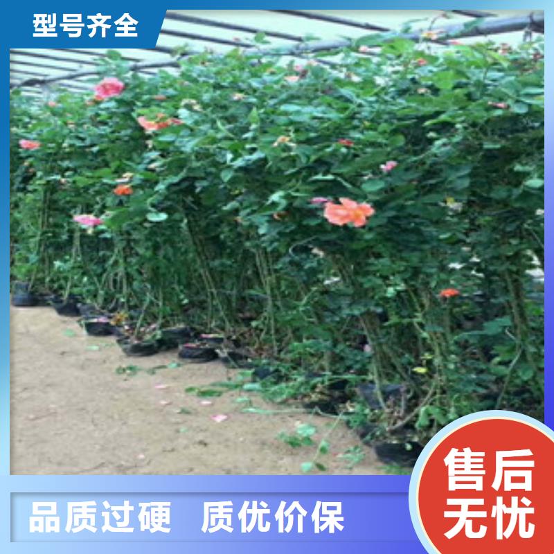 花海景观观赏草/蒲苇狼尾草实体厂家支持定制