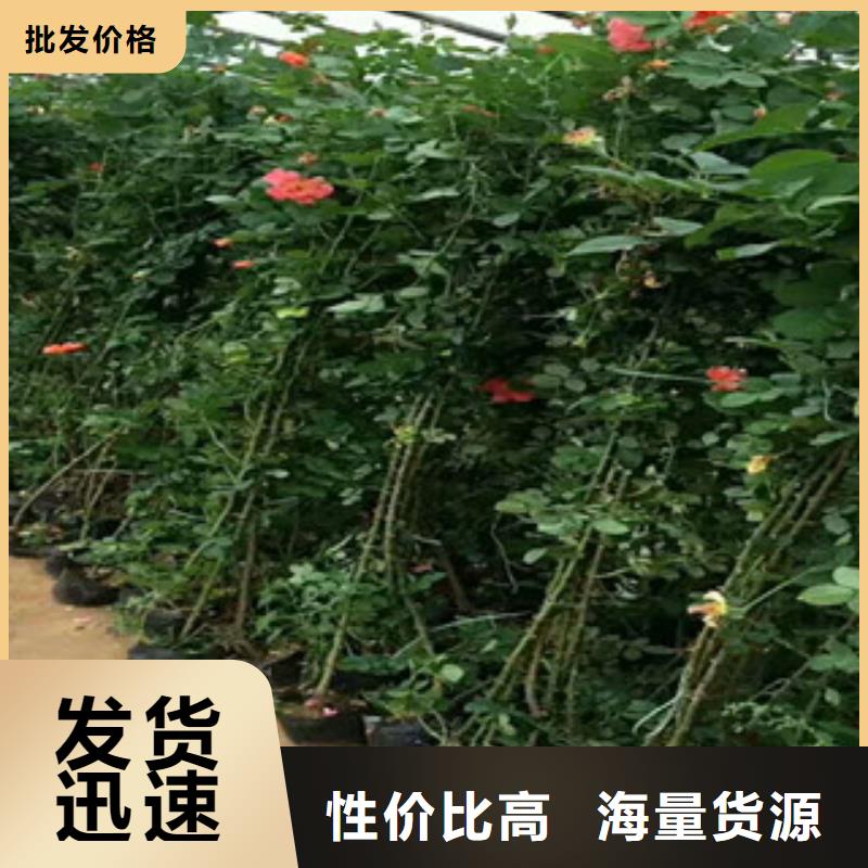 花海景观观赏草/蒲苇狼尾草优质材料厂家直销