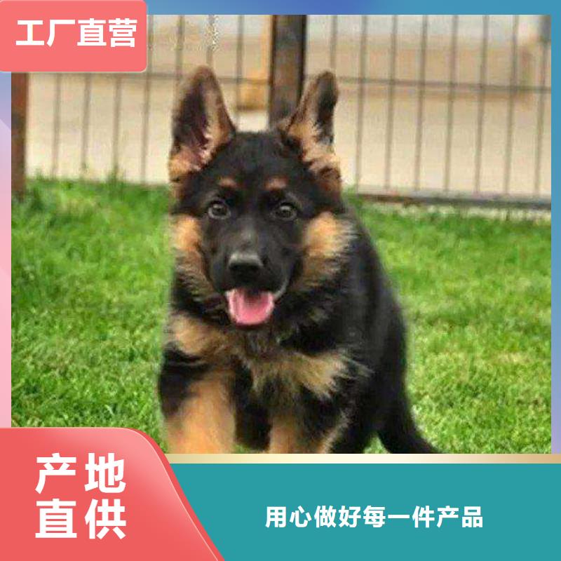 德国牧羊犬【杜宾犬】厂家直营