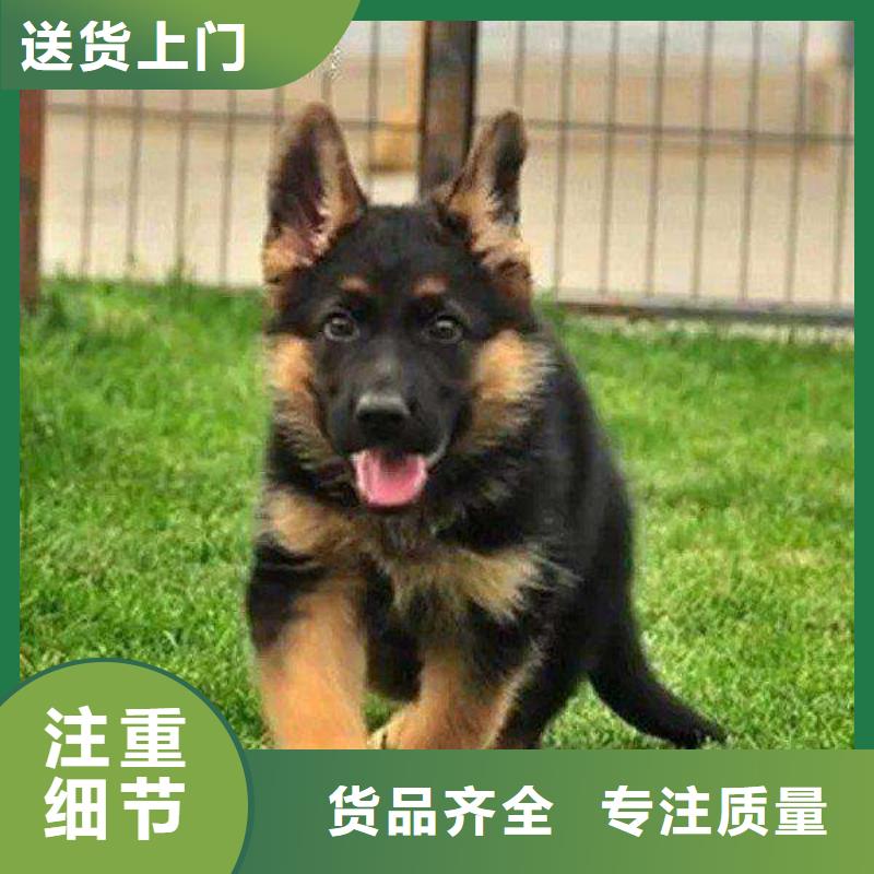 德国牧羊犬卡斯罗犬的图文介绍