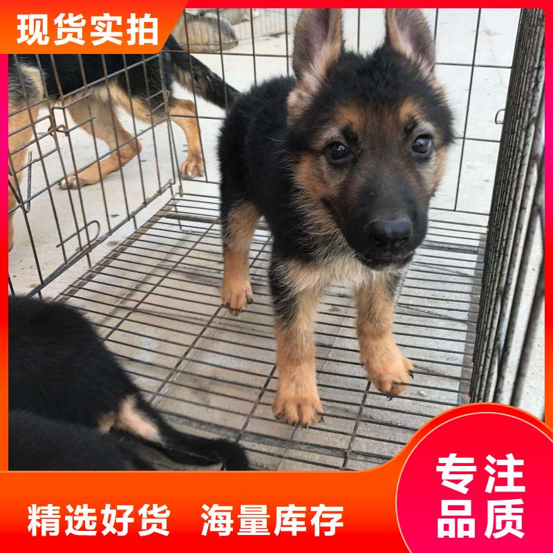 德国牧羊犬_杜高犬高品质现货销售