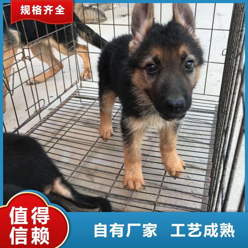 德国牧羊犬比特犬质量无忧