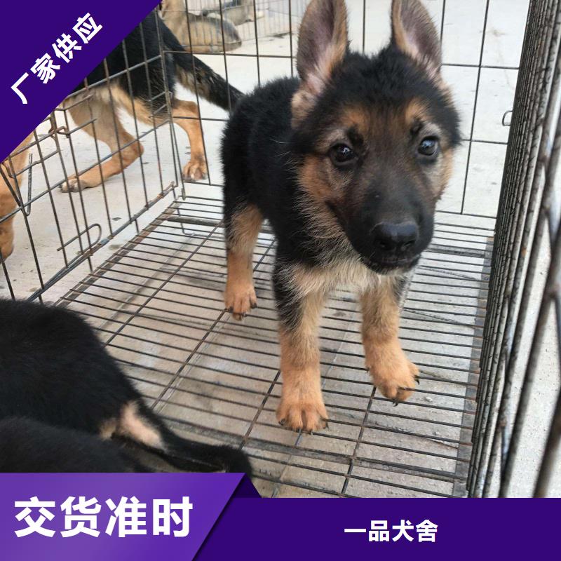 德国牧羊犬【德牧犬】服务至上