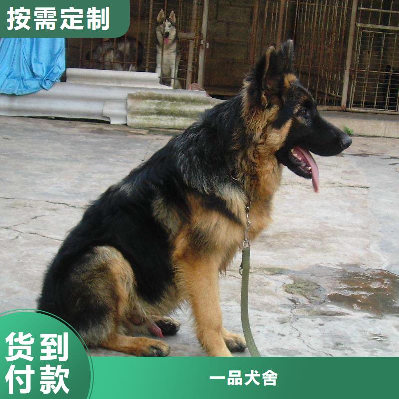 【德国牧羊犬】_杜宾犬用心提升细节