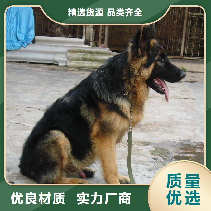 德国牧羊犬,卡斯罗犬产品性能